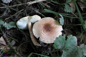 lepiota subincarnata (2)7